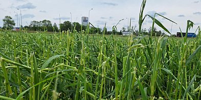 Gmina Raciąż: Szacowanie szkód w uprawach rolnych-22826