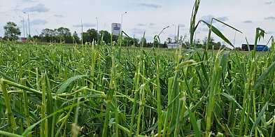 Gmina Raciąż: Szacowanie szkód w uprawach rolnych-22826