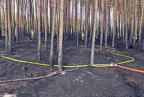 Pożar lasu w gminie Raciąż. Akcja strażaków trwała do wieczora -23064