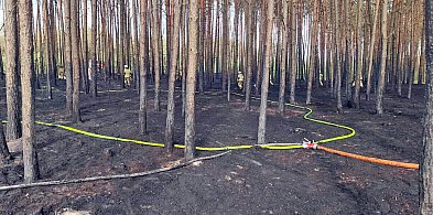 Pożar lasu w gminie Raciąż. Akcja strażaków trwała do wieczora -23064