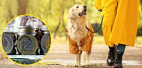 Płońsk: wzrośnie opłata od posiadania psa