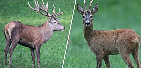 Sarna nie jest „żoną jelenia”