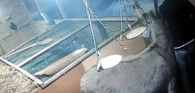 Policjanci zatrzymali sprawcę włamania do skarbonek w s