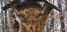 Las w sieci - co z dokarmianiem leśnych zwierząt?