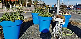 Przybędzie 2 800 nowych roślin, powstanie nowa łąka kwi