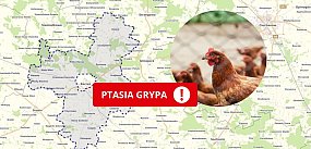 Grypa ptaków w powiecie płońskim – cztery miejscowości