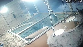 Płońsk Włamał się do skarbonek w szopce bożonarodz