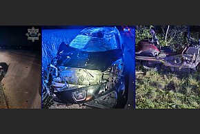 Zwierzęta na drogach - te statystyki powinny dawać do myślenia. Uważajmy! -24130