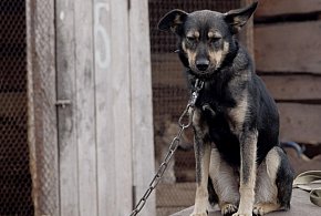 Posłowie szykują nowy zakaz. Chodzi o niektórych właścicieli psów-24300