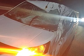 Na ''siódemce'' łoś wybiegł przed dostawczego nissana...-24290