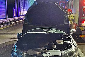 Zderzenie auta z łosiem na remontowanej ''siódemce''-24513