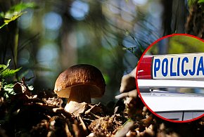Małżeństwo zgubiło się w lesie podczas grzybobrania-24519