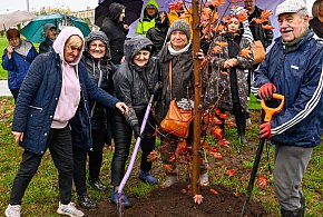 Drzew nigdy nie za wiele - w Płońsku sadzono kolejne - 24717