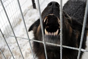 Ekspert: większość ataków psów to efekt błędów człowieka i braku kontroli nad zwie-24773