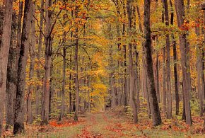 Płońsk w sieci - Jesień w lesie - 24914