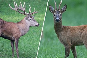 Sarna nie jest „żoną jelenia” - 25025