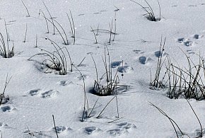 Tropy i ślady to nie to samo - 25118