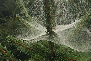 Kupujesz żywą choinkę na święta? Ten szczegół łatwo przeoczyć-25464