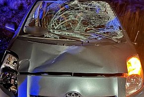 Przed toyotę nagle wbiegł łoś...-25470