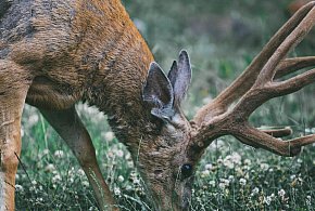 Nie każde „rogi” to rogi - 25482