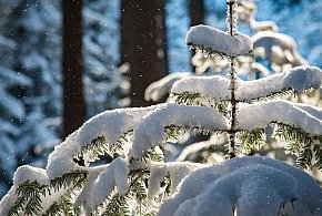 Las w sieci – leśne symbole świąt - 25702