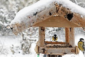 Las w sieci – zima przy karmniku - 25804