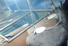 Policjanci zatrzymali sprawcę włamania do skarbonek w szopce bożonarodzeniowej-25888