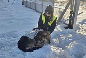 Na ratunek psu. Przykład dobrej współpracy i odpowiedzialnej reakcji-25948