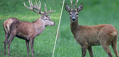 Sarna nie jest „żoną jelenia”-25025