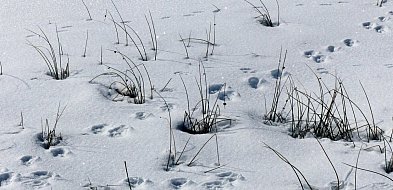 Tropy i ślady to nie to samo-25118