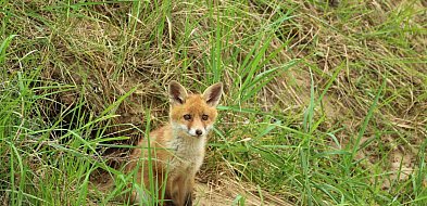 Leśny spryciarz lis, który nie kopie własnej nory-25272