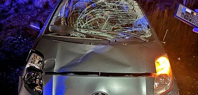 Przed toyotę nagle wbiegł łoś...-25470