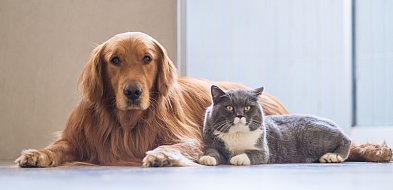 Płońsk z programem bezpłatnej sterylizacji, kastracji i czipowania