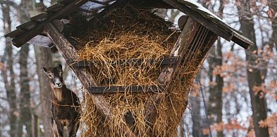 Las w sieci - co z dokarmianiem leśnych zwierząt?