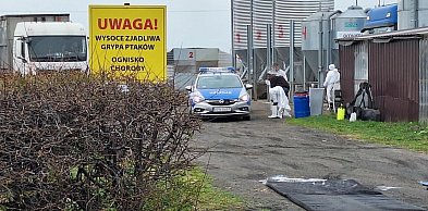 Ognisko ptasiej grypy w gminie Baboszewo. Chodzi o ponad 27 tysięcy kaczek