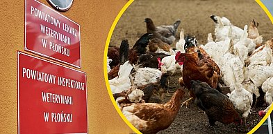Kontrole lekarzy weterynarii w gospodarstwach z drobiem