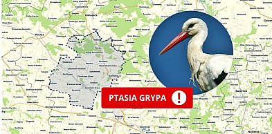 Wirus poza fermą. Ptasia grypa atakuje dzikie ptactwo