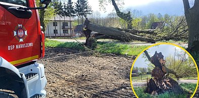 Strażacy o skutkach weekendowych wichur w powiecie płońskim