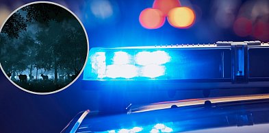 Sarna wbiegła przed toyotę. 30-letni kierowca w szpitalu