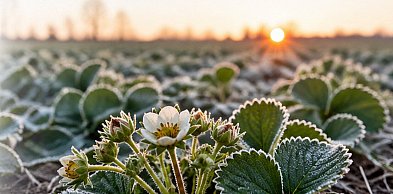 Szkody w uprawach po przymrozkach – nabór wniosków w gminie Czerwińsk nad Wisłą