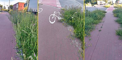 Zarośnięte chodniki i ścieżka rowerowa. Mieszkańcy zgłaszają problem