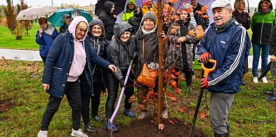 Drzew nigdy nie za wiele - w Płońsku sadzono kolejne-24717