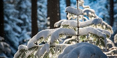 Las w sieci – leśne symbole świąt-25702