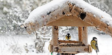 Las w sieci – zima przy karmniku, czyli jak mądrze pomagać ptakom-25804