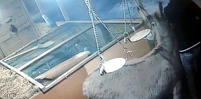 Policjanci zatrzymali sprawcę włamania do skarbonek w szopce bożonarodzeniowej-25888