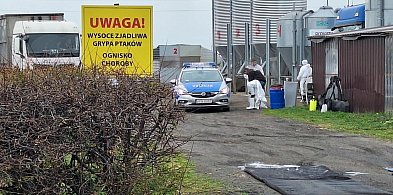 Ognisko ptasiej grypy w gminie Baboszewo. Chodzi o tysiące kaczek