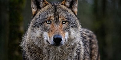 Las w sieci: Wilk – sąsiad czy wróg?-24253