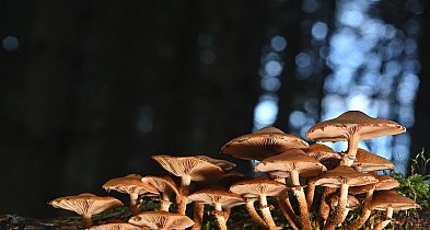 Płońsk w sieci - Leśna sieć życia – niezwykły świat grzybów-24741
