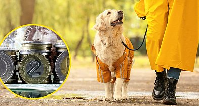 Płońsk: wzrośnie opłata od posiadania psa-24782