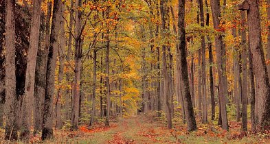 Płońsk w sieci - Jesień w lesie-24914